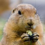 Groundhog Day (2)